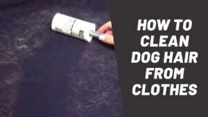 wie man Hundehaare aus der Kleidung bekommt