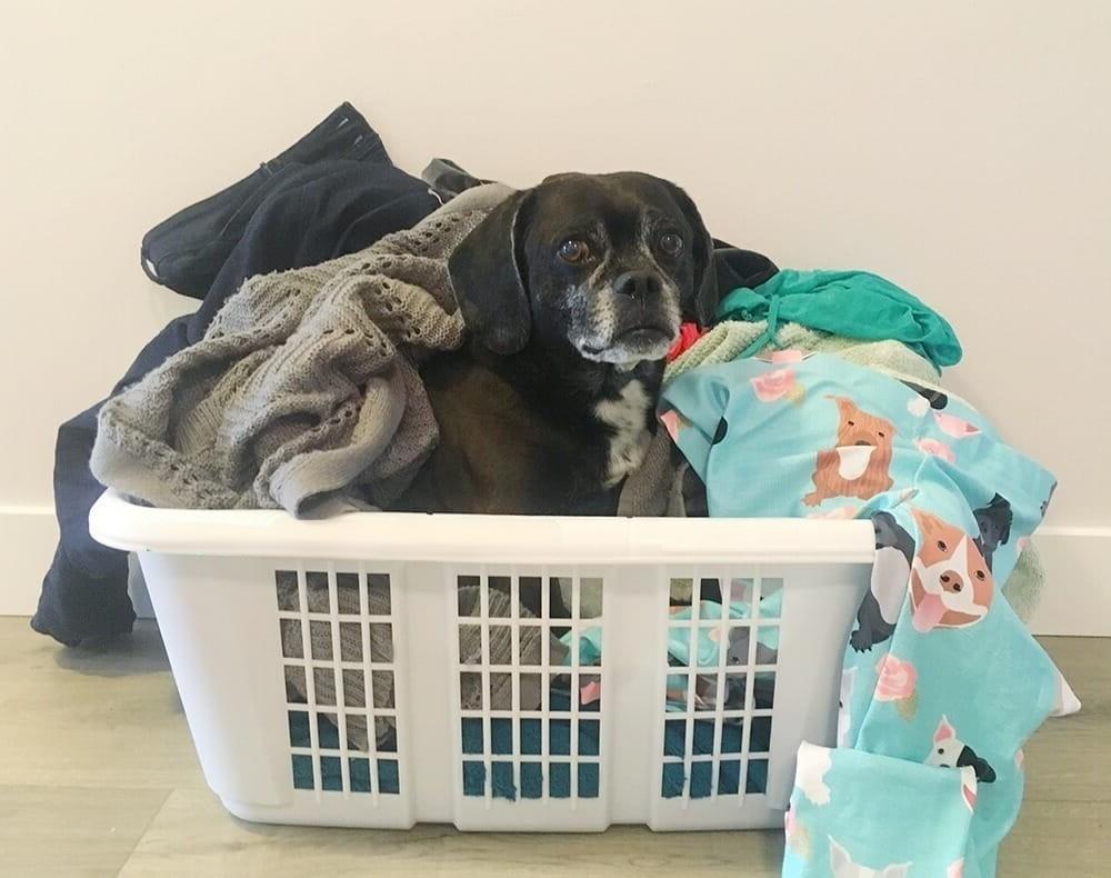 hoe krijg ik hondenhaar van kleren in de droger?