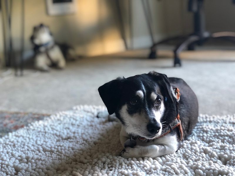 Почему моя собака трется об меня мордой Почему моя собака трется об меня мордой