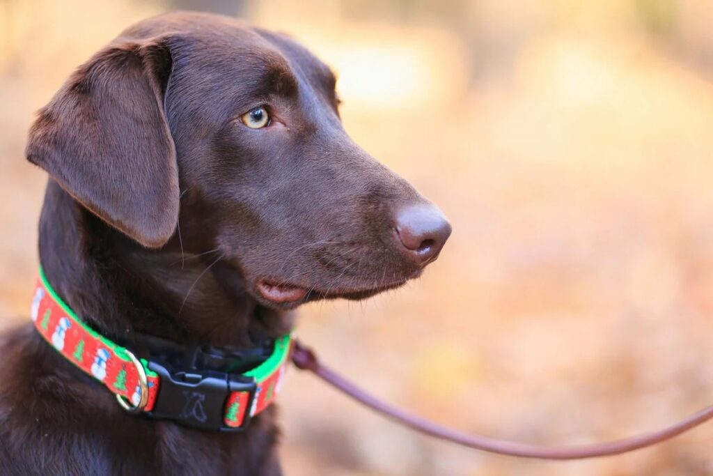 types of dog collars