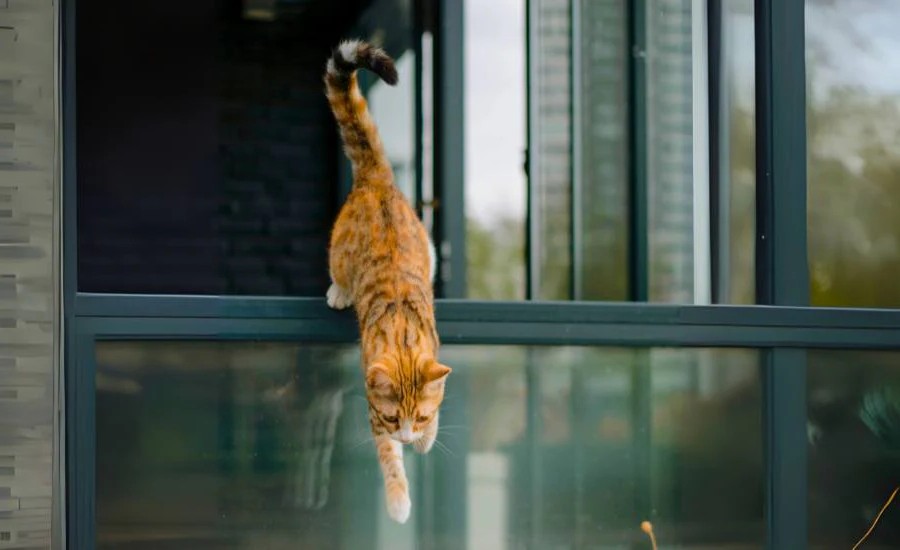 πώς βάζετε μια καλωδίωση γάτας πώς βάζετε μια καλωδίωση γάτας