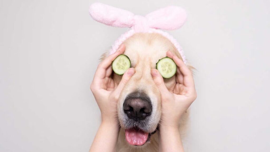 Dog Nail Bed Infection Dog Nail Bed Infection