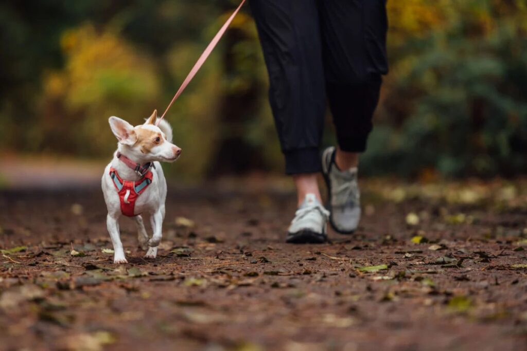 dog harness size chart dog harness size chart