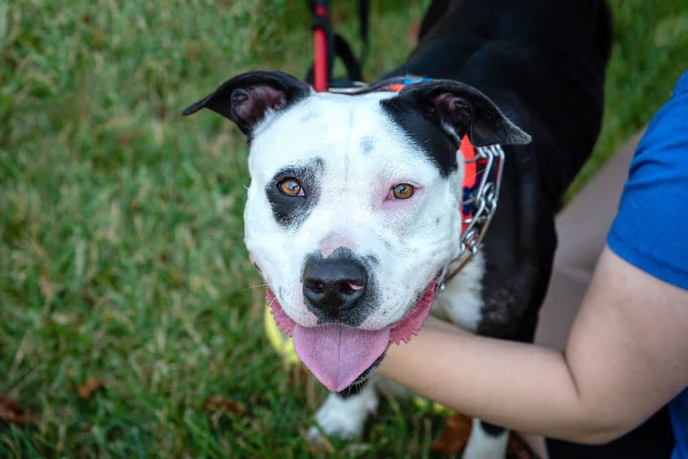 dog nail bed infection treatment dog nail bed infection treatment