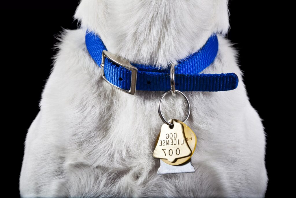 different types of dog collars
