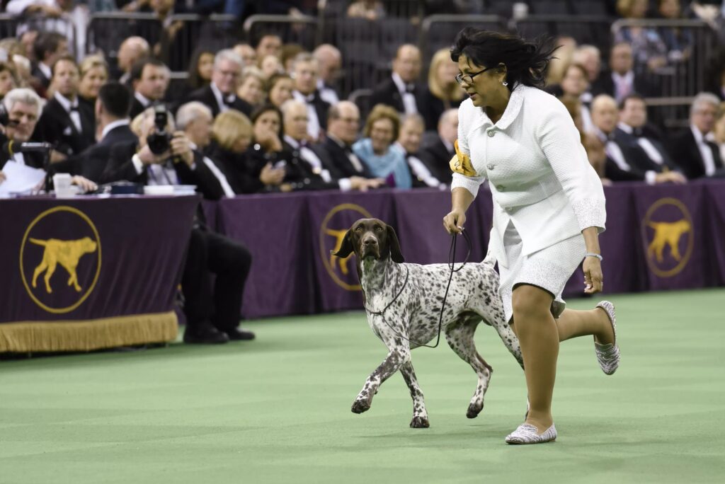 types of dog training collars
