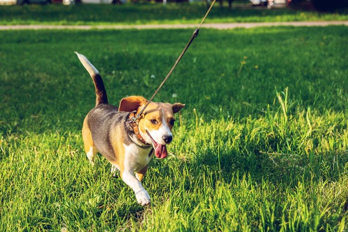how to teach a dog to walk on a leash how to teach a dog to walk on a leash