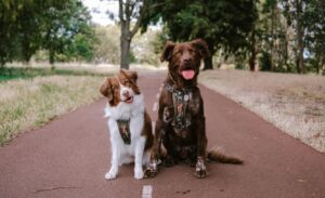 how to put on harness dog