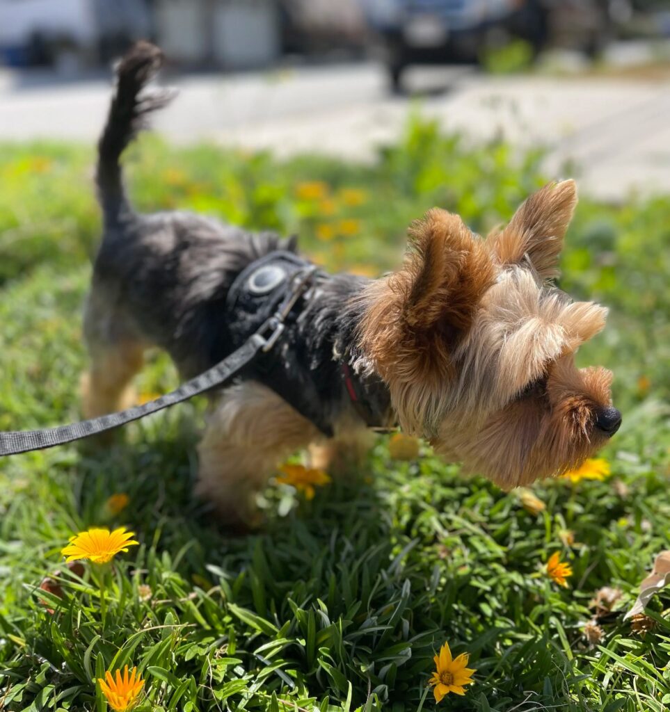 teach dog not to pull on leash teach dog not to pull on leash