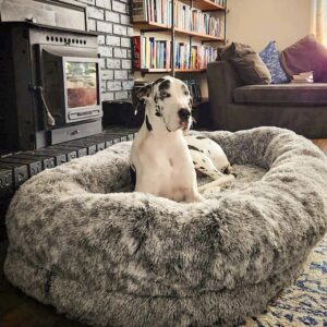 adult dog bed