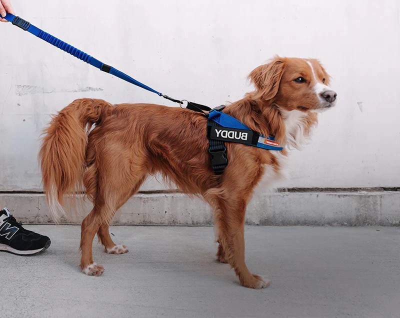 how to put a harness on a dog
