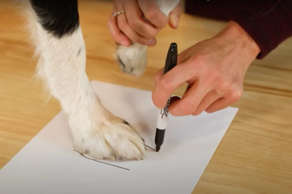 How to Size a Dog Harness How to Size a Dog Harness