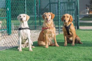 Best No Pull Dog Harness