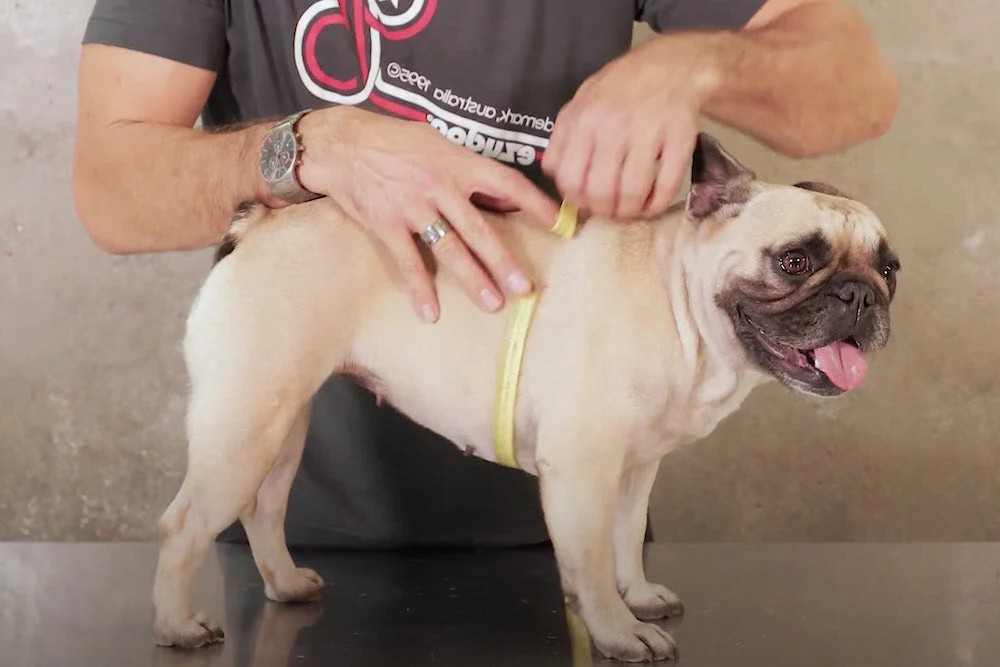 how to put harness on cat