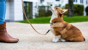 Как приучить собаку к поводку