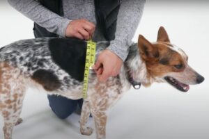 How to Measure a Dog for a Harness