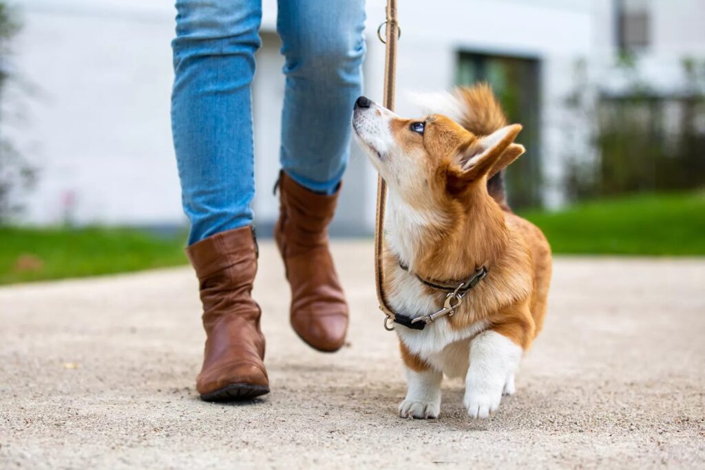 how to teach dog not to pull on leash how to teach dog not to pull on leash