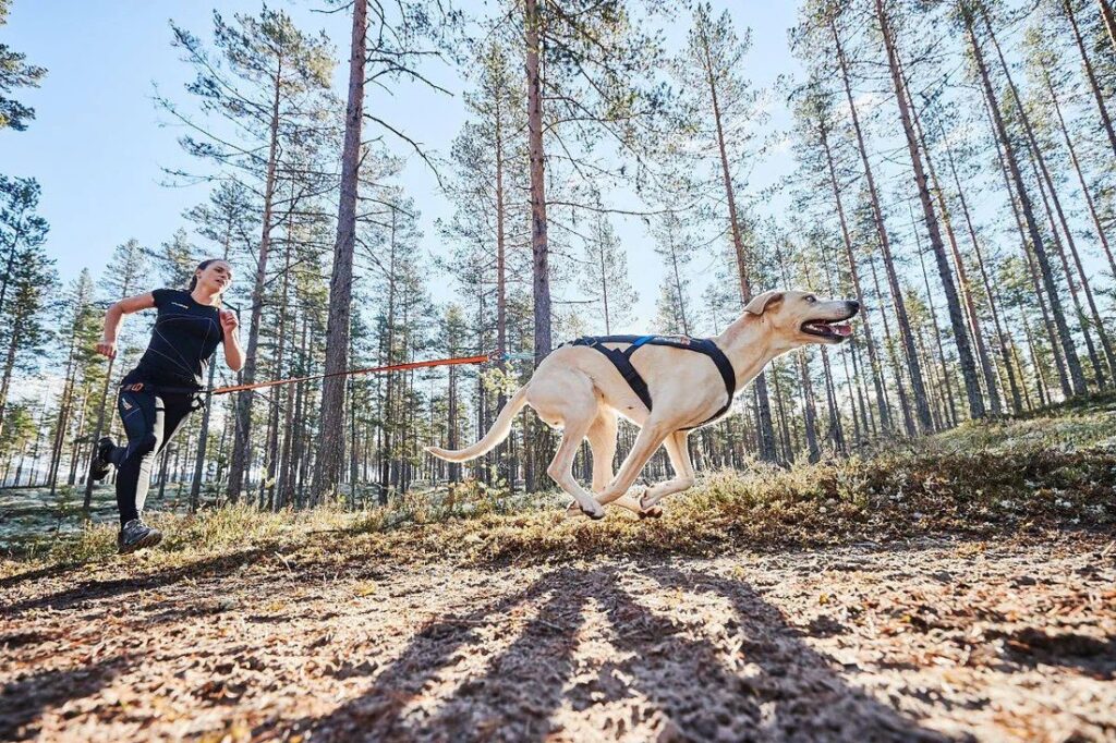 how to put on dog harness
