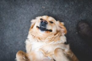 infektion i hundens neglerod