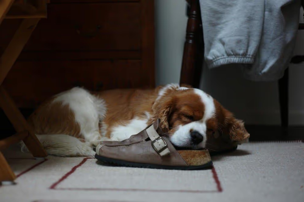 Dog Nail Bed Infection Dog Nail Bed Infection