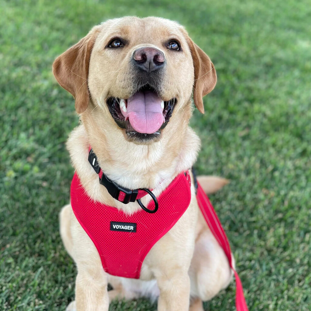 best no pull harness for large dogs best no pull harness for large dogs