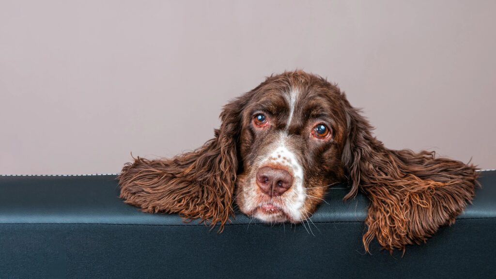 Dog Nail Bed Infection Dog Nail Bed Infection