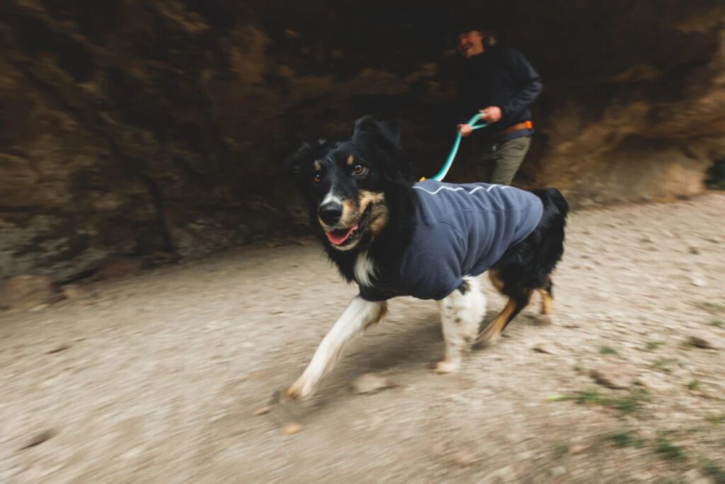 types of dog harnesses