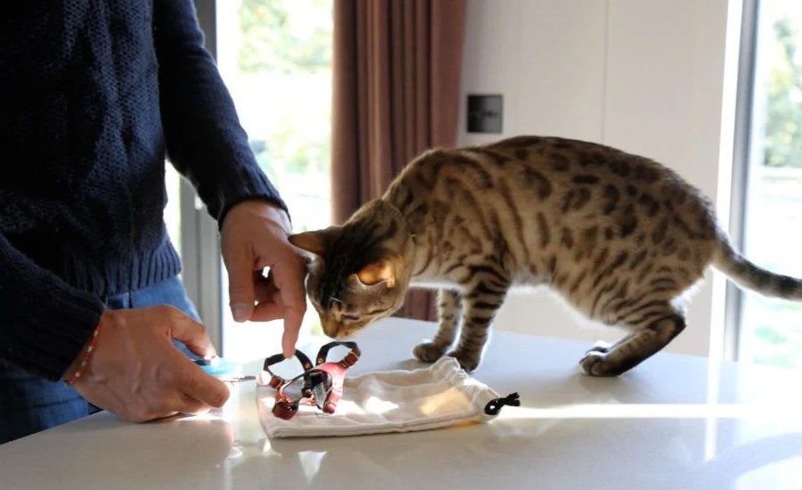 πώς να εκπαιδεύσετε μια γάτα πώς να εκπαιδεύσετε μια γάτα