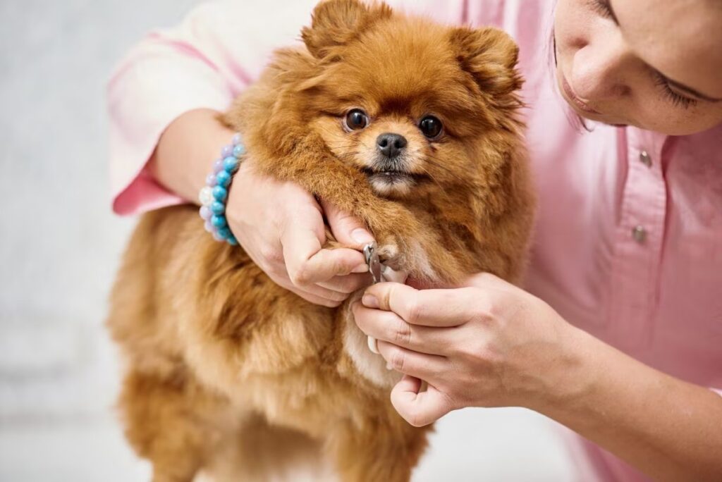 dog nail bed infection pictures dog nail bed infection pictures