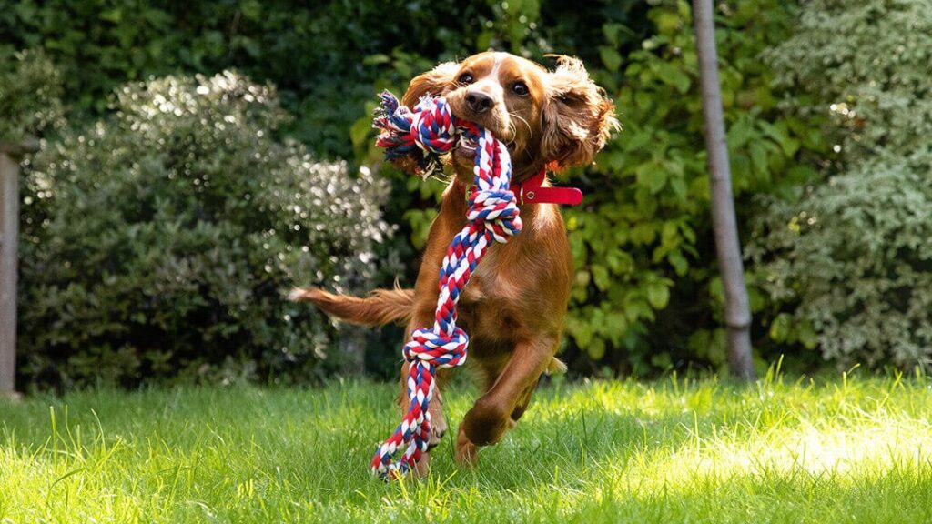 teach dog leash teach dog leash