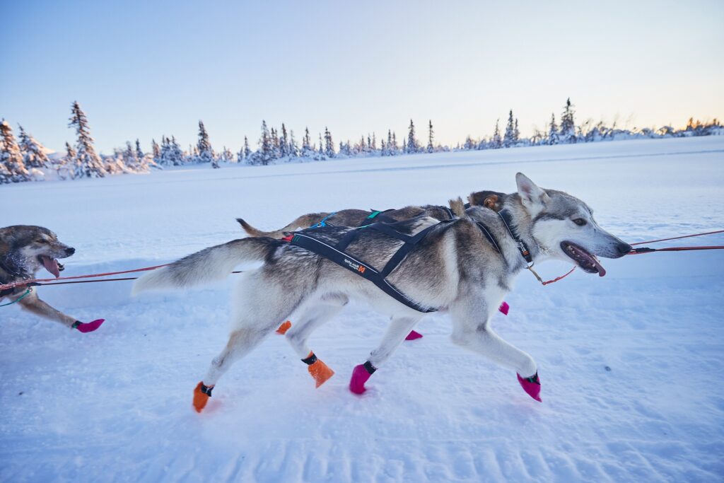 harness size chart for dogs harness size chart for dogs