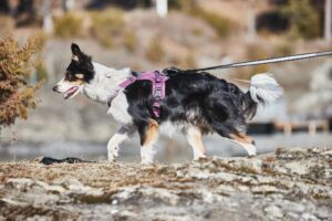 dog harness size chart by breed