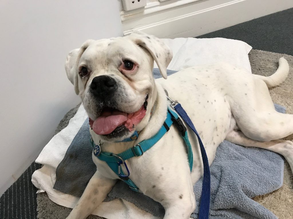 Expert Dog Harness Recommendations \u0026 Sourcing Guide, image size:1024x768