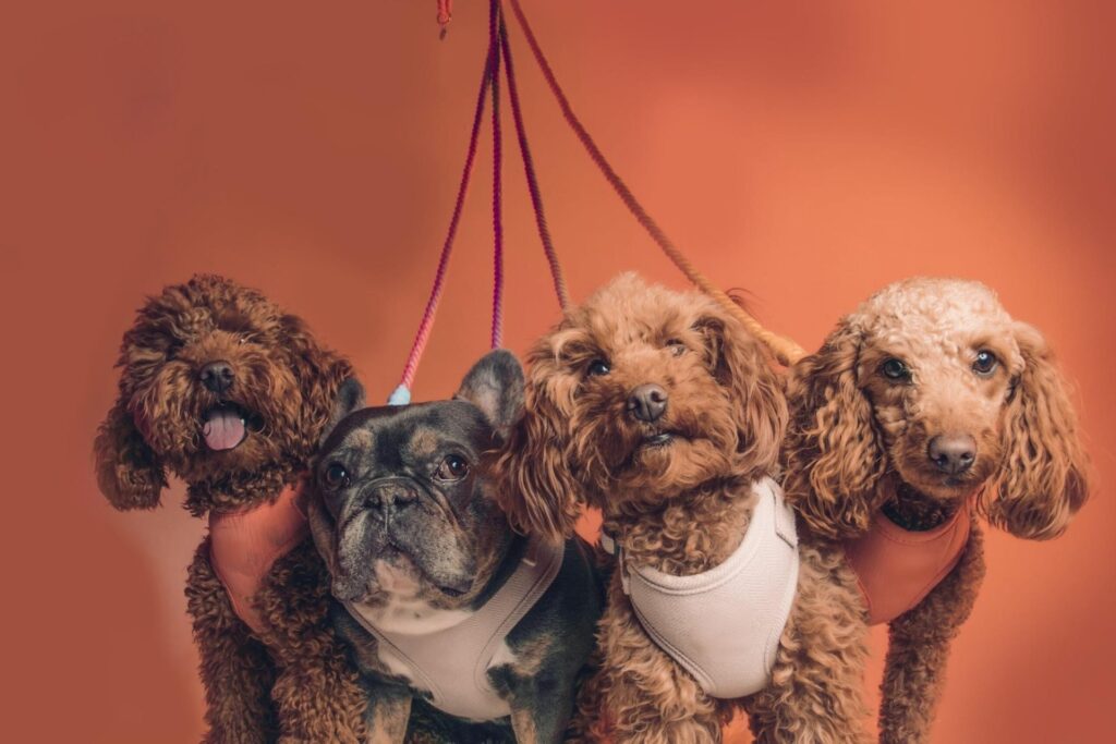 different types of harnesses for dogs
