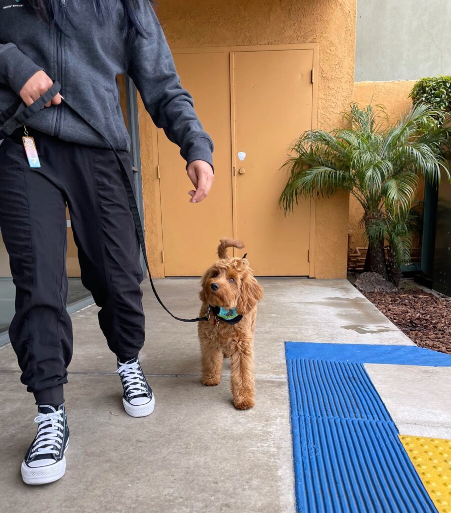 teaching dog to walk on leash teaching dog to walk on leash