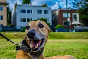 types of dog collars