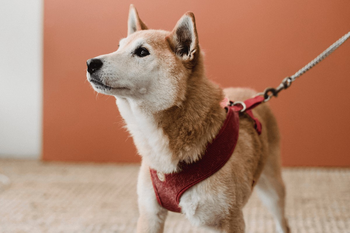 Expert Dog Harness Recommendations \u0026 Sourcing Guide, image size:1200x800