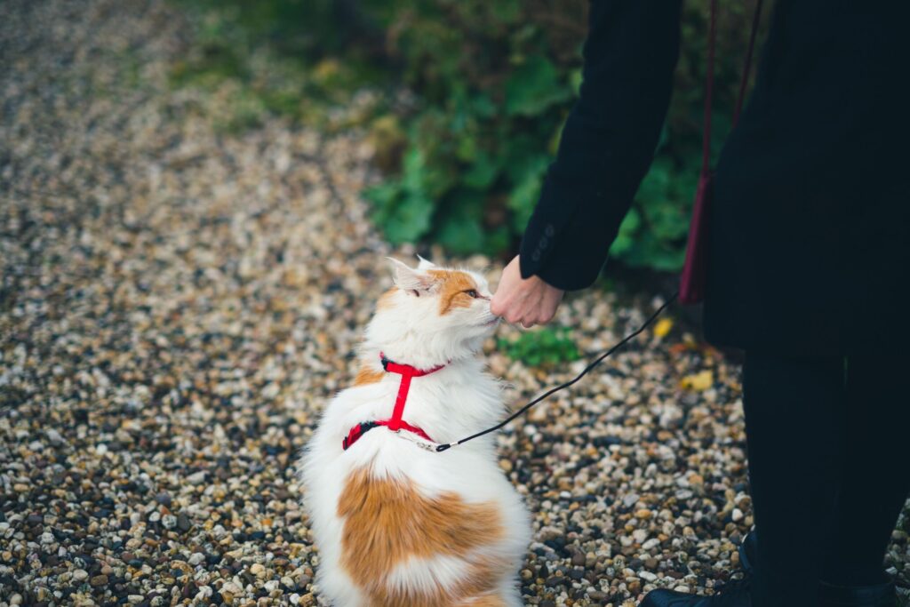 συνιστώμενη καλωδίωση γάτας συνιστώμενη καλωδίωση γάτας