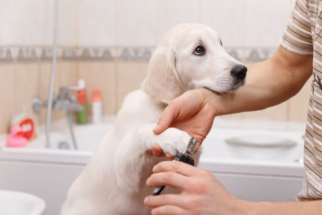 infektion i hundens nagelbädd