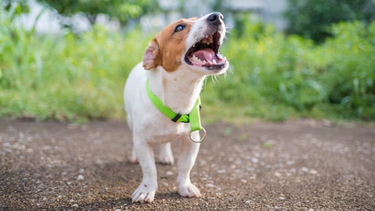 how to teach a dog to walk on leash how to teach a dog to walk on leash