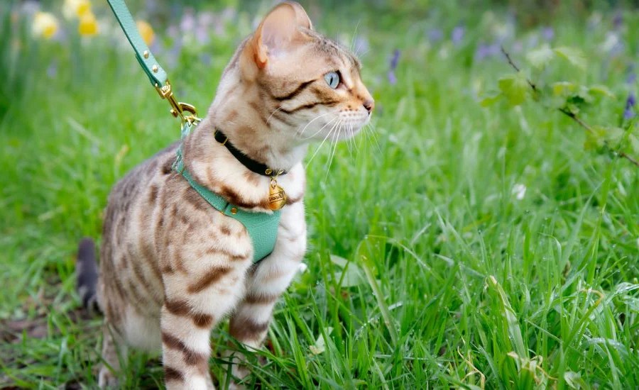 νέα ομάδα γάτες ρυθμιζόμενη κριτική ιμάντα γάτα κριτική νέα ομάδα γάτες ρυθμιζόμενη κριτική ιμάντα γάτα κριτική