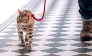 лучшая шлейка для кошек