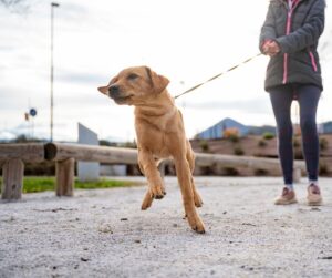 как отучить собаку тянуть поводок