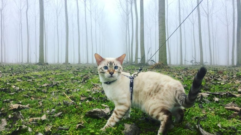 πώς να φορέσετε ένα λουρί σε μια γάτα πώς να φορέσετε ένα λουρί σε μια γάτα