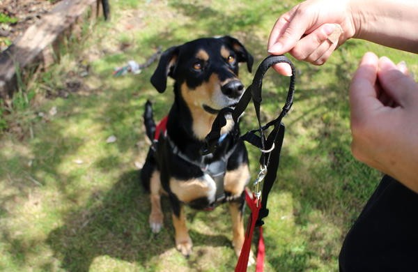 how to stop a dog pulling on the leash how to stop a dog pulling on the leash