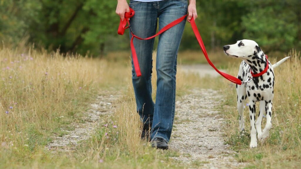 teaching a dog to walk on a leash teaching a dog to walk on a leash