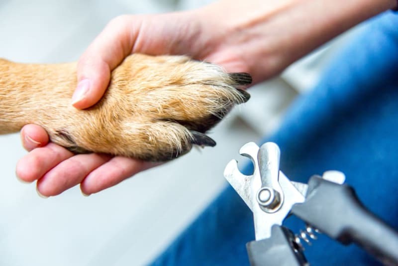 Infektion i hundens negleseng Infektion i hundens negleseng