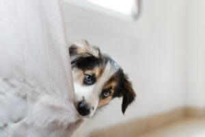 собака тянет за одежду