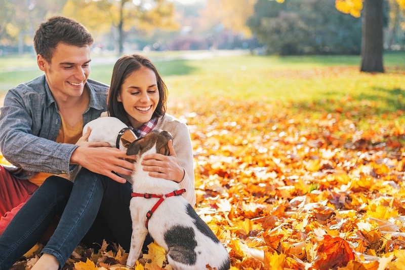 best no pull harness for dogs best no pull harness for dogs