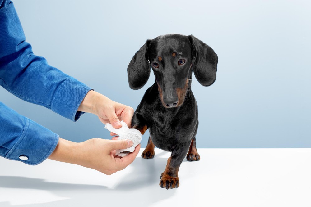 Infektion i hundens negleseng Infektion i hundens negleseng